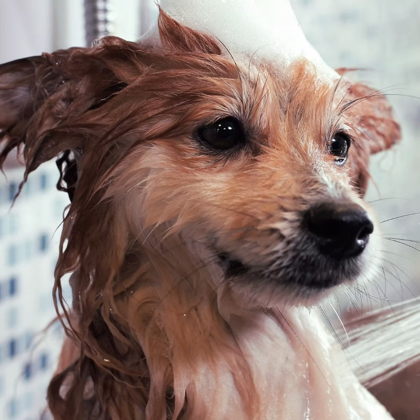 Organic Dog Shampoo